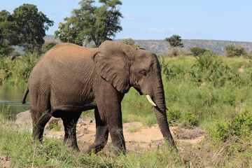 Obraz premium Afrikanischer Elefant / African elephant / Loxodonta africana