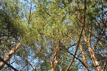 Pine tree branches.