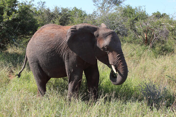 Fototapeta premium Afrikanischer Elefant / African elephant / Loxodonta africana