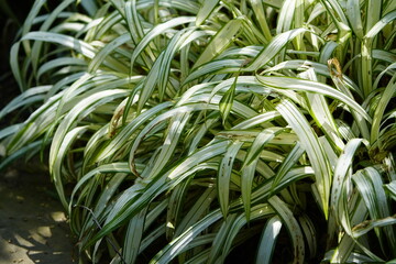 Carex siderosticta is a species of sedge native to East Asia. Hanover Berggarten, Germany.