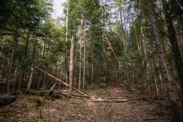 forest thicket with pines, deciduous trees, moss, fairy-tale peace, sun, glare, various grasses, thickets, stones