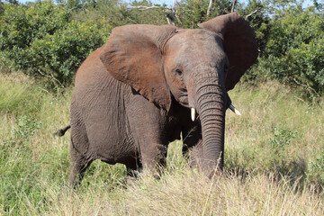 Fototapeta premium Afrikanischer Elefant / African elephant / Loxodonta africana