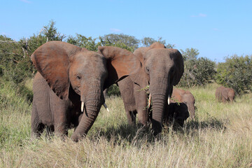 Fototapeta premium Afrikanischer Elefant / African elephant / Loxodonta africana