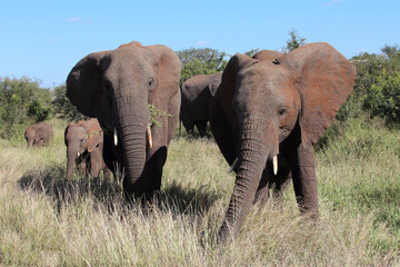 Obraz premium Afrikanischer Elefant / African elephant / Loxodonta africana