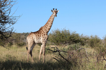 Giraffe / Giraffe / Giraffa camelopardalis