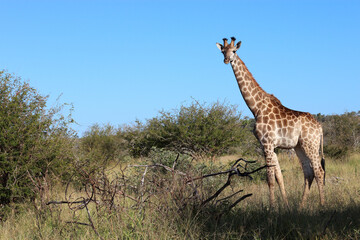 Giraffe / Giraffe / Giraffa camelopardalis