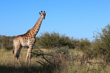 Giraffe / Giraffe / Giraffa camelopardalis