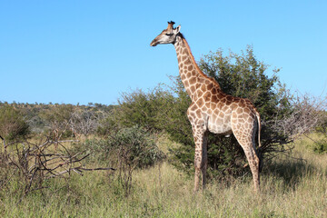 Giraffe / Giraffe / Giraffa camelopardalis