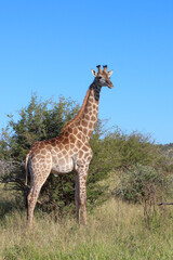 Giraffe / Giraffe / Giraffa camelopardalis