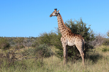 Giraffe / Giraffe / Giraffa camelopardalis