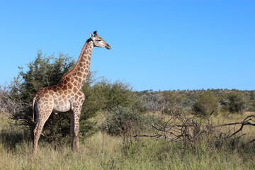Giraffe / Giraffe / Giraffa camelopardalis