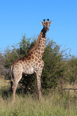 Giraffe / Giraffe / Giraffa camelopardalis