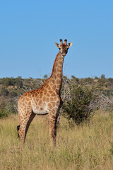 Giraffe / Giraffe / Giraffa camelopardalis