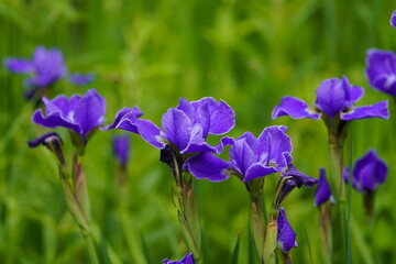 Iris sibirica commonly known as Siberian iris or Siberian flag. Iridaceae family. Hanover - Berggarten, Germany.