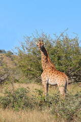 Giraffe / Giraffe / Giraffa camelopardalis
