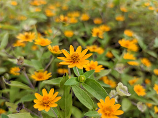 Close up a charming petite flower graces the garden, its delicate petals a radiant yellow, with a captivating orange center.
