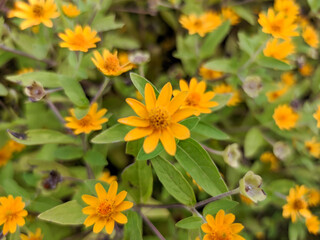 Close up a charming petite flower graces the garden, its delicate petals a radiant yellow, with a captivating orange center.

