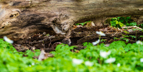 Bank vole Myodes glareolus looking out from underneath a log.