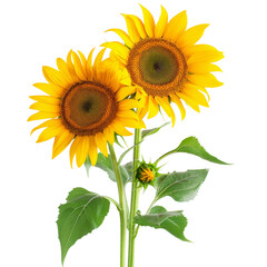 Obraz premium Sunflowers, transparent background