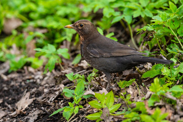 Common Blackbird Turdus merula clooking for food.