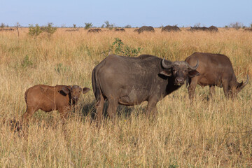 Obraz premium Kaffernbüffel / African buffalo / Syncerus caffer.