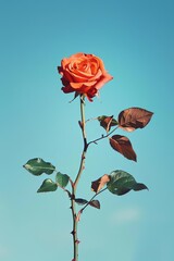 Single blooming red rose on serene blue background. Floral simplicity.