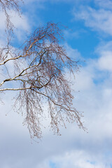 Obraz premium Nature, sky and branches of tree in winter, outdoor and leaves in fall, texture and peace in clouds. Forest, calm and cold to travel for holiday in USA, plant and environment of park in woods