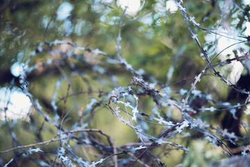 Barbed wire. Barbed wire on a fence as a background