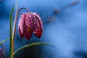 Snakes head Fritillaria meleagris in a garden after sunset.
