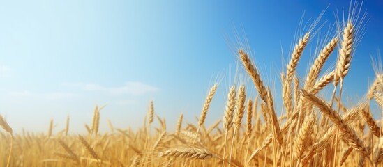 Fototapeta premium Rural landscape with a beautiful field of wheat ears and a clear sky background suitable for a copy space image