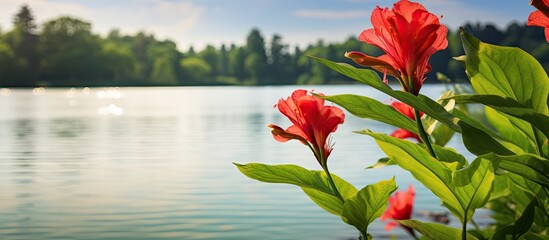 Vivid red canna lily in sunlight with copy space image of a green tree lined lake Canna lilies feature vibrant blooms and decorative strap like leaves - Powered by Adobe