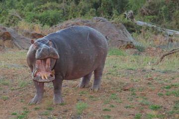 Flußpferd / Hippopotamus / Hippopotamus amphibius..