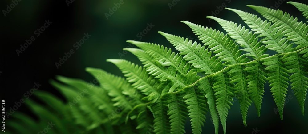 Sticker a detailed close up photo of a fern leaf with empty space for text or graphics known as a copy space