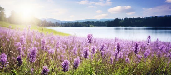 Summer meadow showcasing a picturesque display of purple flowers against a scenic landscape with...
