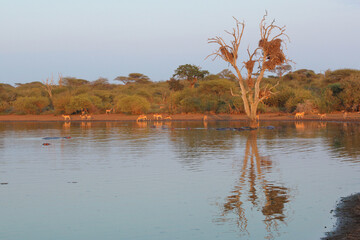 Afrikanischer Busch - Krügerpark - Sunset Dam / African Bush - Kruger Park - Sunset Dam /