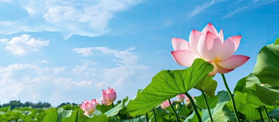 A vibrant pink lotus flower with lush green leaves set against a background of blue sky and clouds creating a tranquil and serene scene in a field with copy space image - Powered by Adobe