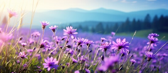 Summer meadow showcasing a picturesque display of purple flowers against a scenic landscape with ample copy space image