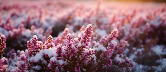 Beautiful evergreen shrub with pink white magenta and lilac flowers blooming in winter known as Calluna vulgaris or common heather ling or simply heather Close up copy space image in North Europe - Powered by Adobe