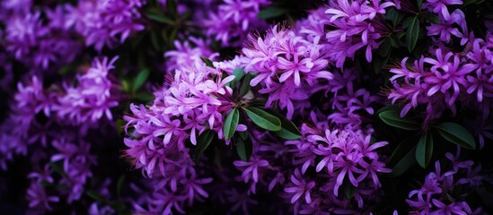 A detailed capture of a dense bush showcasing beautiful purple flowers with copy space image