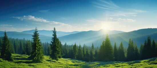 Green spruce trees stand tall under the rays of the sun set against a stunning forest landscape with a vibrant blue sky all in a captivating copy space image