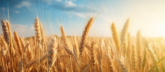 Fototapeta premium A wheat field under the afternoon sun featuring an abstract agricultural background with no visible sky or surroundings ideal for copy space image