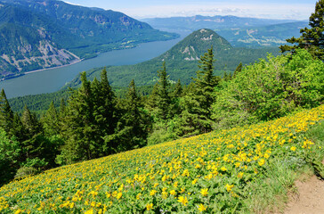 View of Columbia River from Dog Mountain trail. Yellow balsamroot wildflowers cover the mountain side. Washington State.