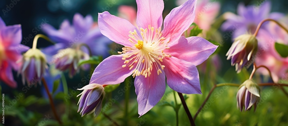 Canvas Prints A stunning Nora Barlow Aquilegia flower in the garden with a charming appearance perfect for a copy space image