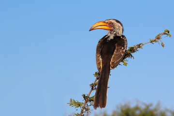 Südlicher Gelbschnabeltoko / Southern yellow-billed hornbill / Tockus leucomelas