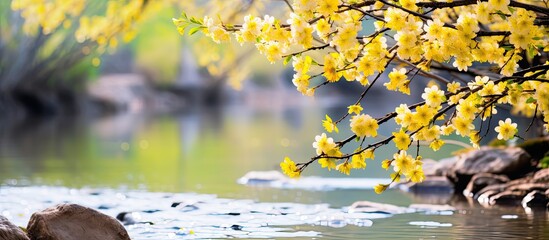 Yellow flowers with a nearby creek and cherry blossoms in the background with copy space image