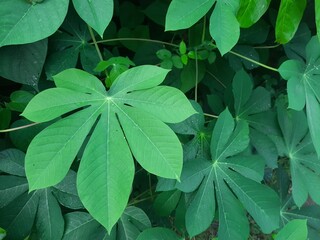 green leaves background. Manihot glaziovii tropical plant photo