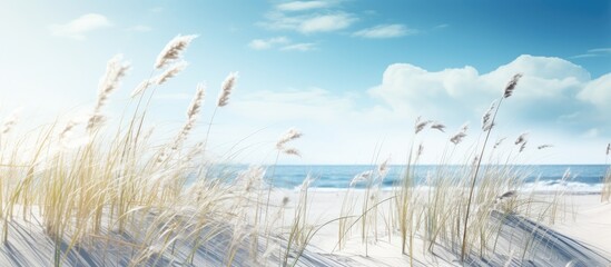 Sunny winter day at the beach grass with sand dunes with beautiful copy space image