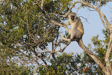 Grüne Meerkatze / Vervet monkey / Cercopithecus aethiops .
