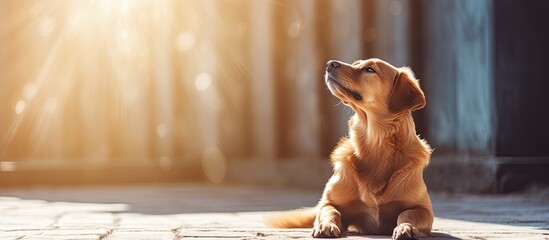 A dog is relishing the outdoors under the warm summer sun in a vintage toned copy space image