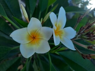 frangipani plumeria flower